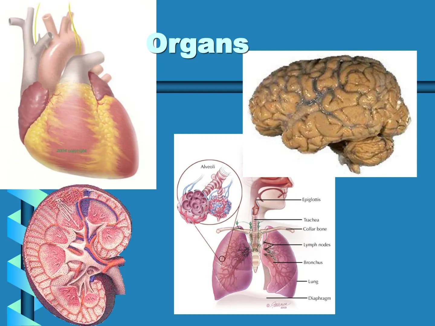 Levels of Biological Organization KEY QUESTIONS
•How is life
organized? Organelle
Structure that performs
specialized function for
the cell.