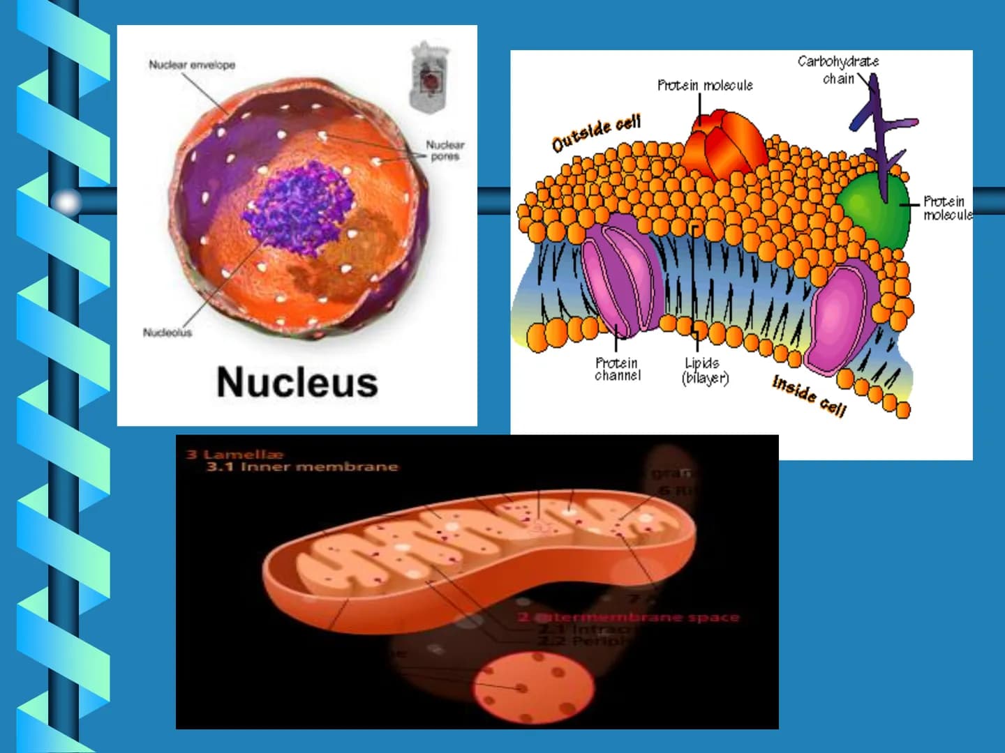 Levels of Biological Organization KEY QUESTIONS
•How is life
organized? Organelle
Structure that performs
specialized function for
the cell.