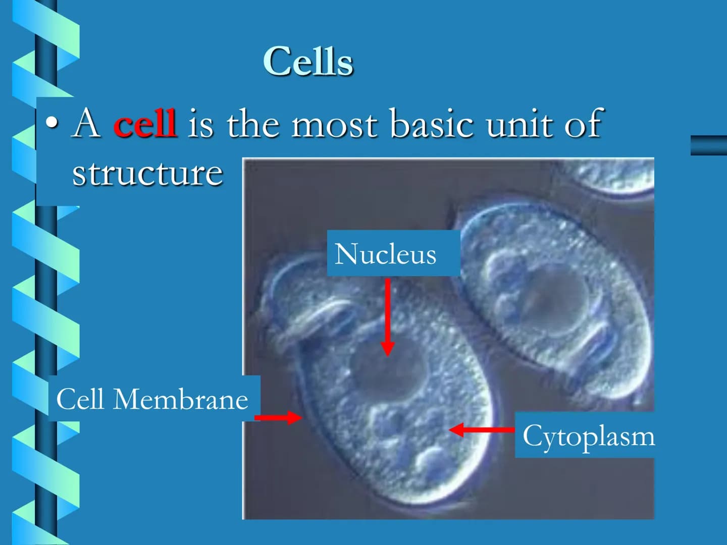Levels of Biological Organization KEY QUESTIONS
•How is life
organized? Organelle
Structure that performs
specialized function for
the cell.