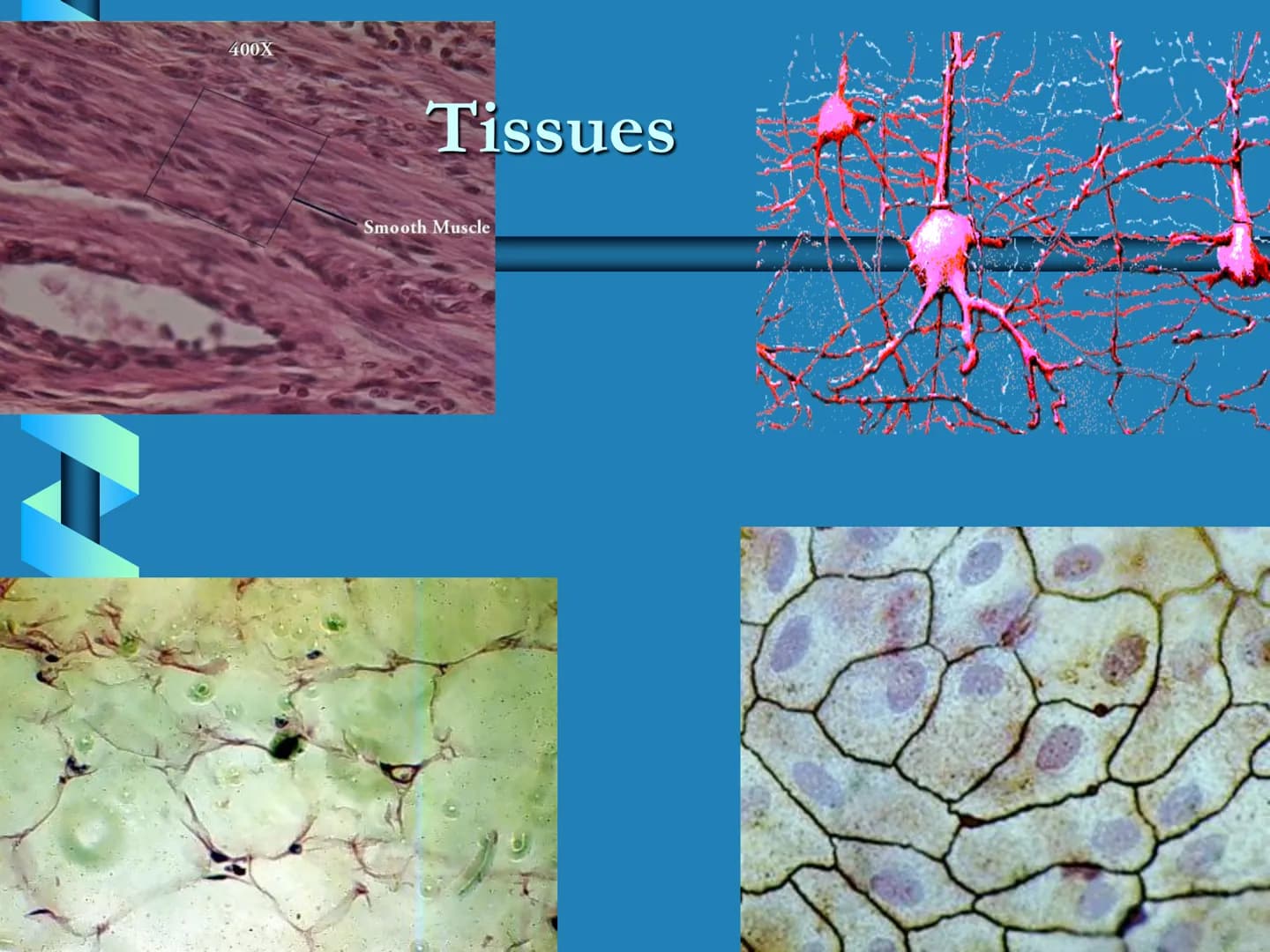 Levels of Biological Organization KEY QUESTIONS
•How is life
organized? Organelle
Structure that performs
specialized function for
the cell.