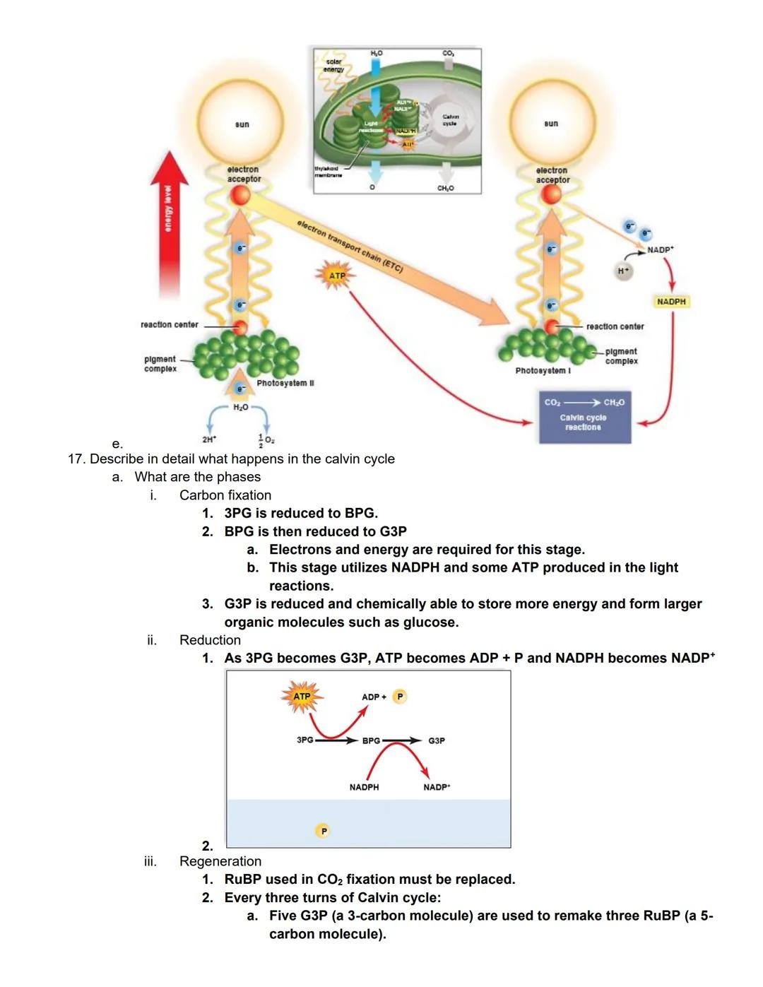 # BIOL 1406 CH 7 Photosynthesis Outline

Learning Outcomes:

Photosynthetic Organisms

Explain how autotrophs are able to produce their own 
