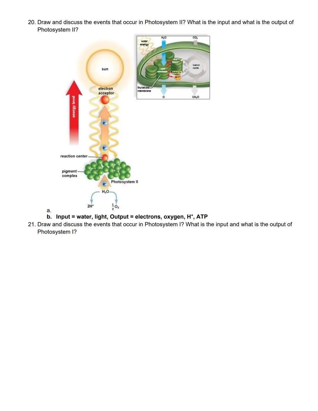 # BIOL 1406 CH 7 Photosynthesis Outline

Learning Outcomes:

Photosynthetic Organisms

Explain how autotrophs are able to produce their own 