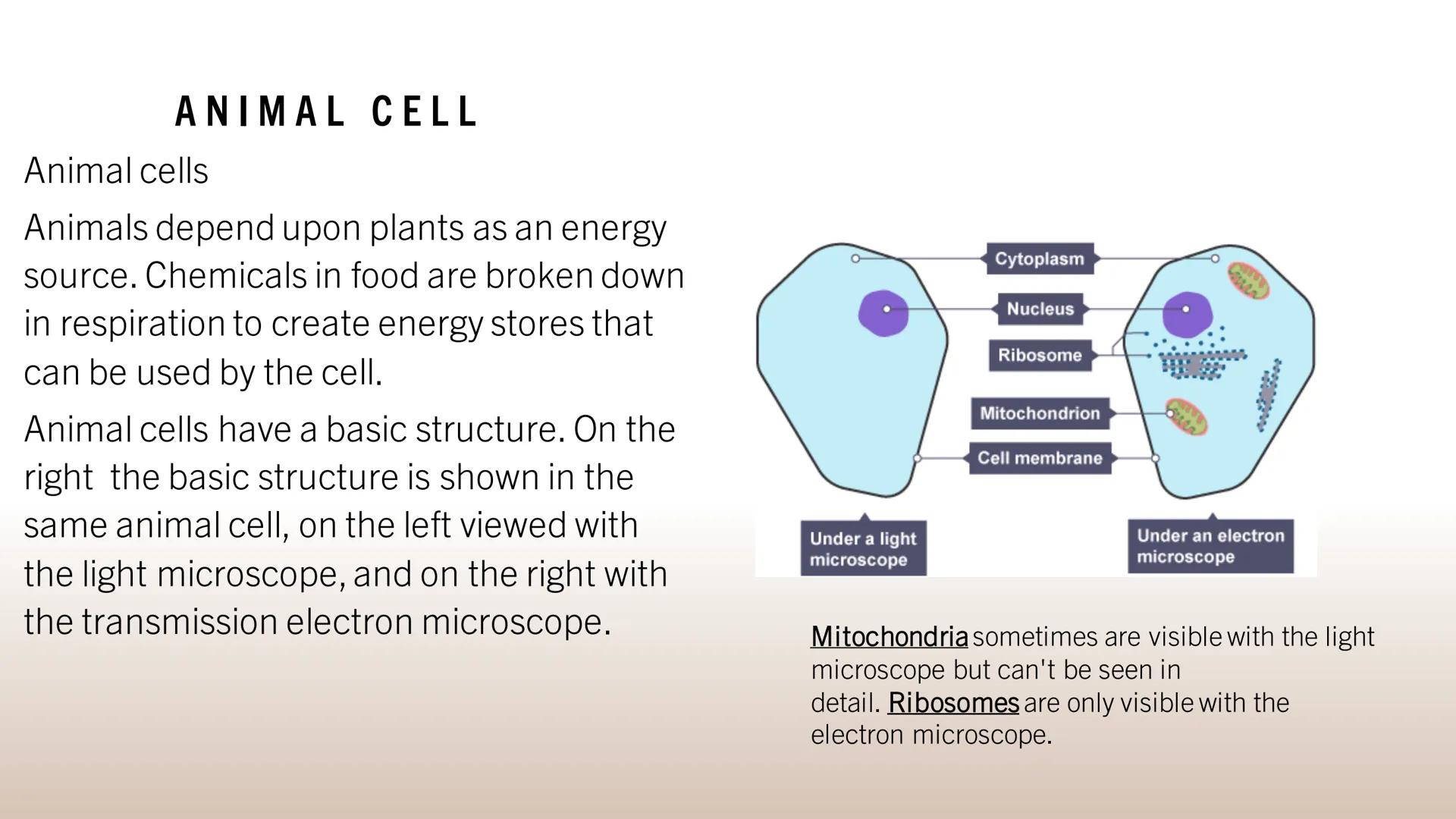 ANIMAL CELL
Animal cells
Animals depend upon plants as an energy
source. Chemicals in food are broken down
in respiration to create energy s