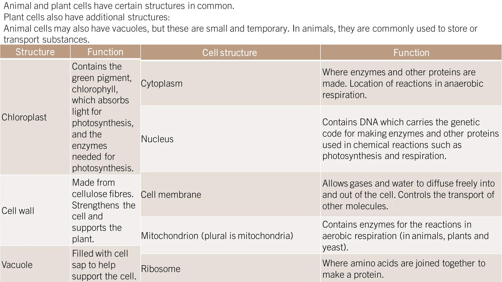 ANIMAL CELL
Animal cells
Animals depend upon plants as an energy
source. Chemicals in food are broken down
in respiration to create energy s