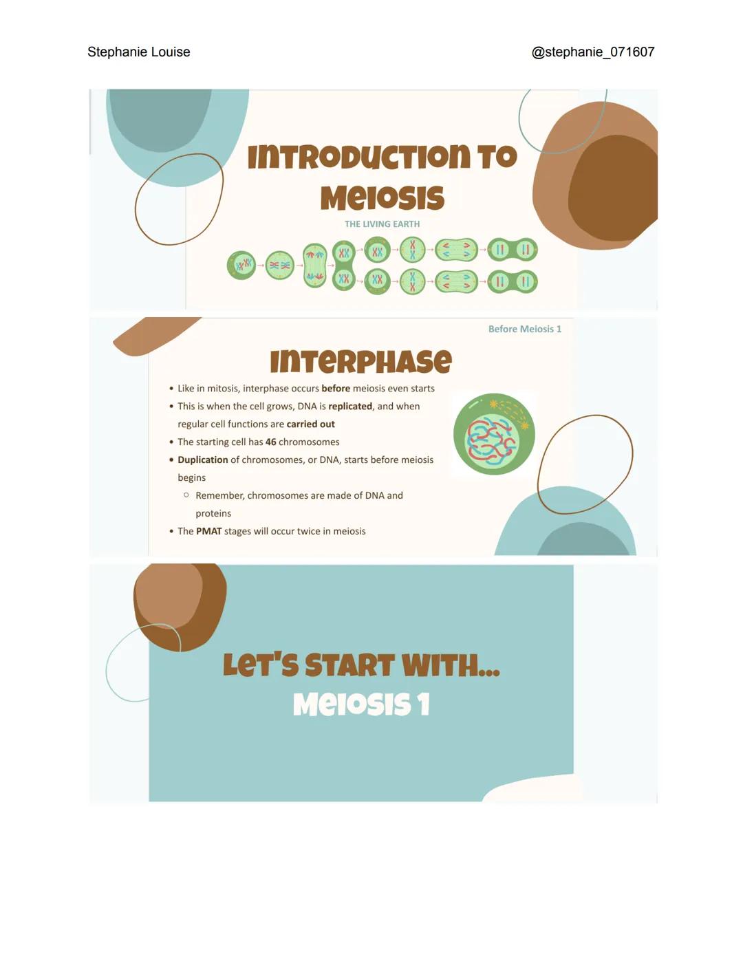Stephanie Louise
INTRODUCTION TO
Meiosis
THE LIVING EARTH
XXXX
XX
XX
INTERPHASE
• Like in mitosis, interphase occurs before meiosis even sta