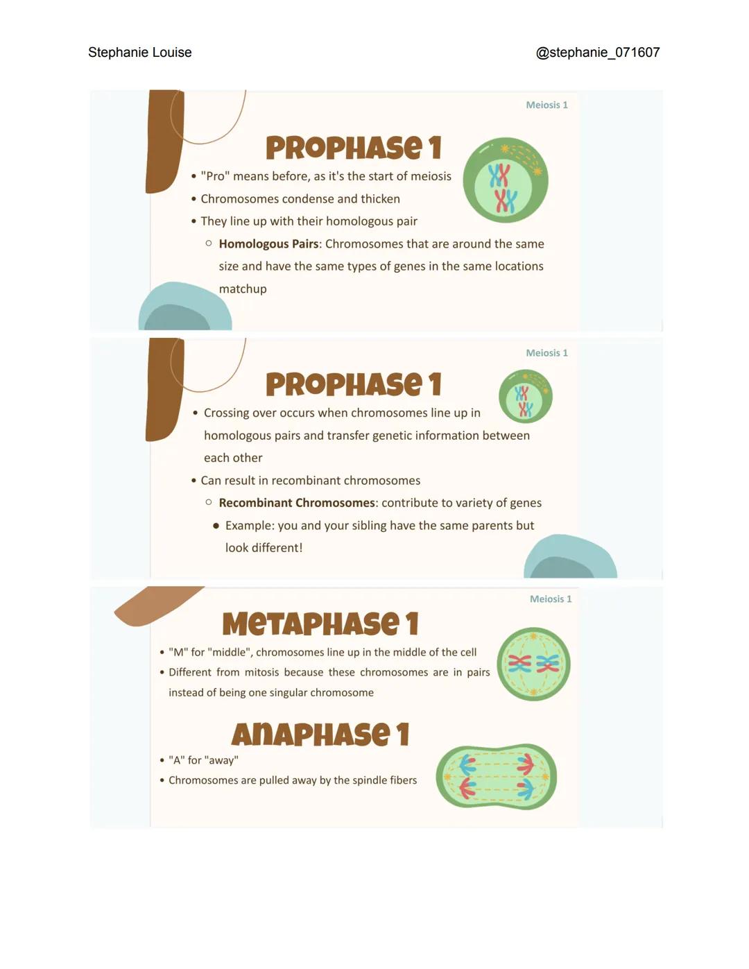 Stephanie Louise
INTRODUCTION TO
Meiosis
THE LIVING EARTH
XXXX
XX
XX
INTERPHASE
• Like in mitosis, interphase occurs before meiosis even sta