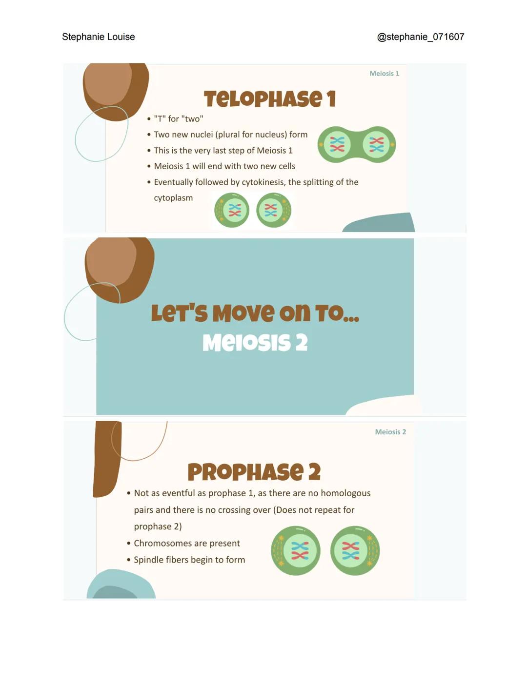 Stephanie Louise
INTRODUCTION TO
Meiosis
THE LIVING EARTH
XXXX
XX
XX
INTERPHASE
• Like in mitosis, interphase occurs before meiosis even sta