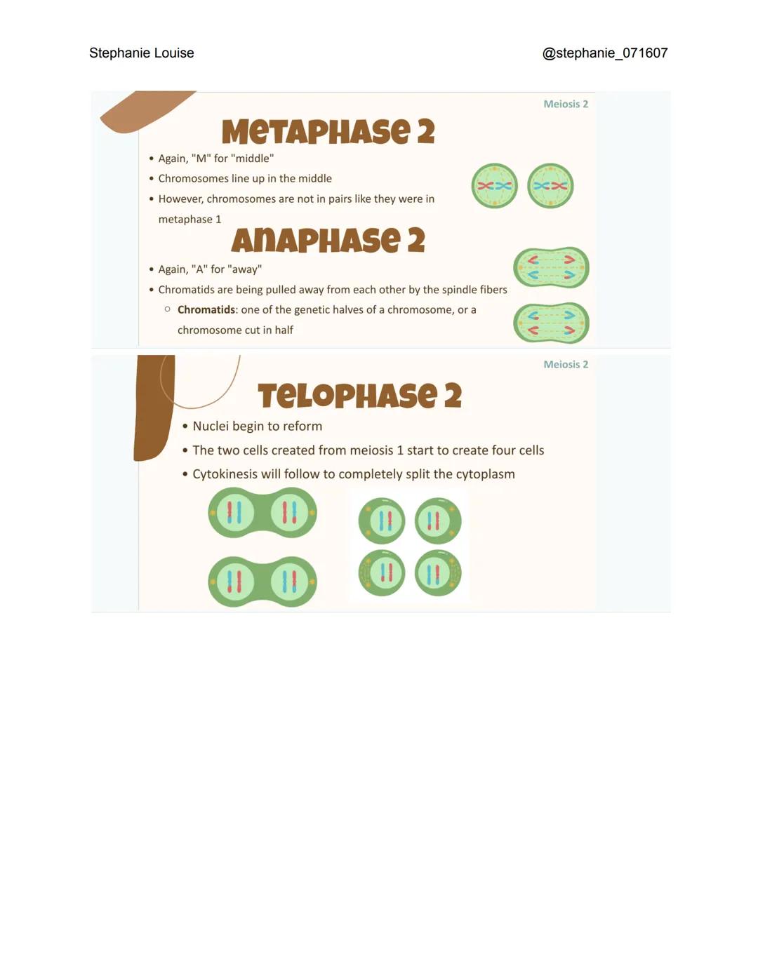 Stephanie Louise
INTRODUCTION TO
Meiosis
THE LIVING EARTH
XXXX
XX
XX
INTERPHASE
• Like in mitosis, interphase occurs before meiosis even sta