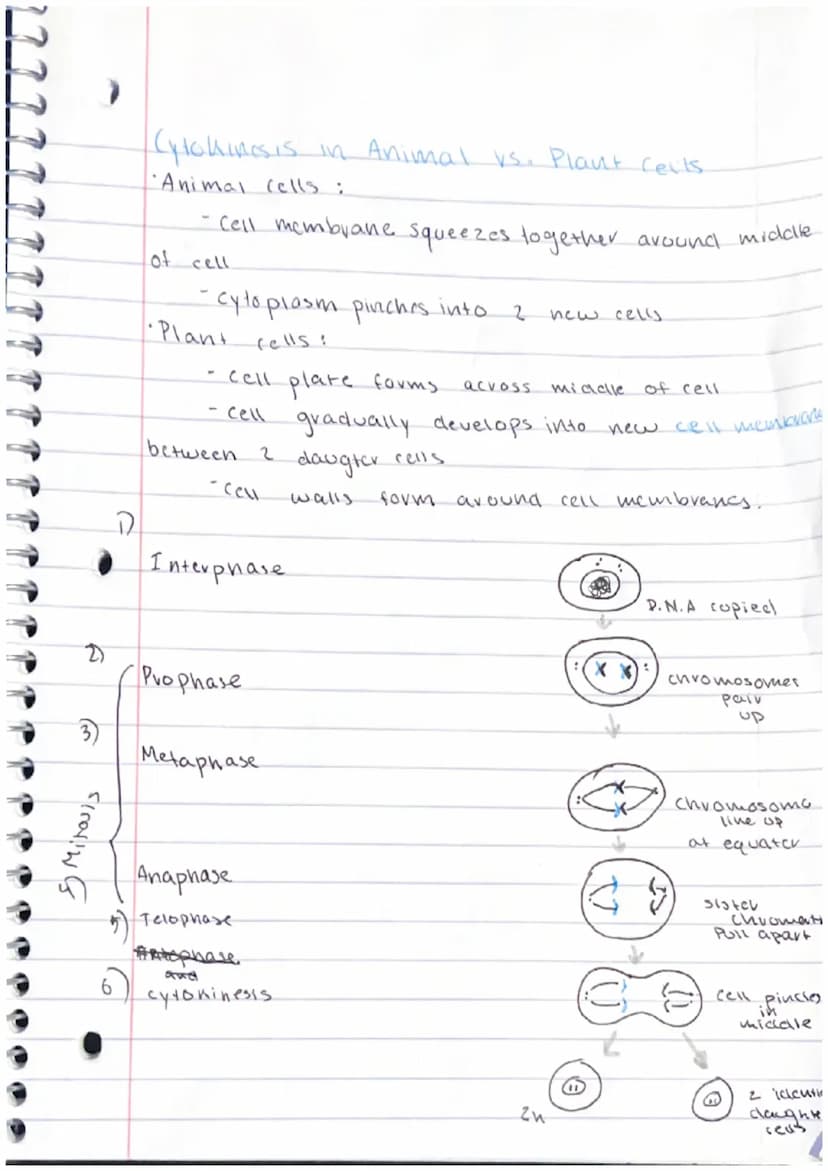 
<h3 id="introductiontocelldivision">Introduction to Cell Division</h3>
<p>In Biology C.P, we learn about the concept of cell division and i