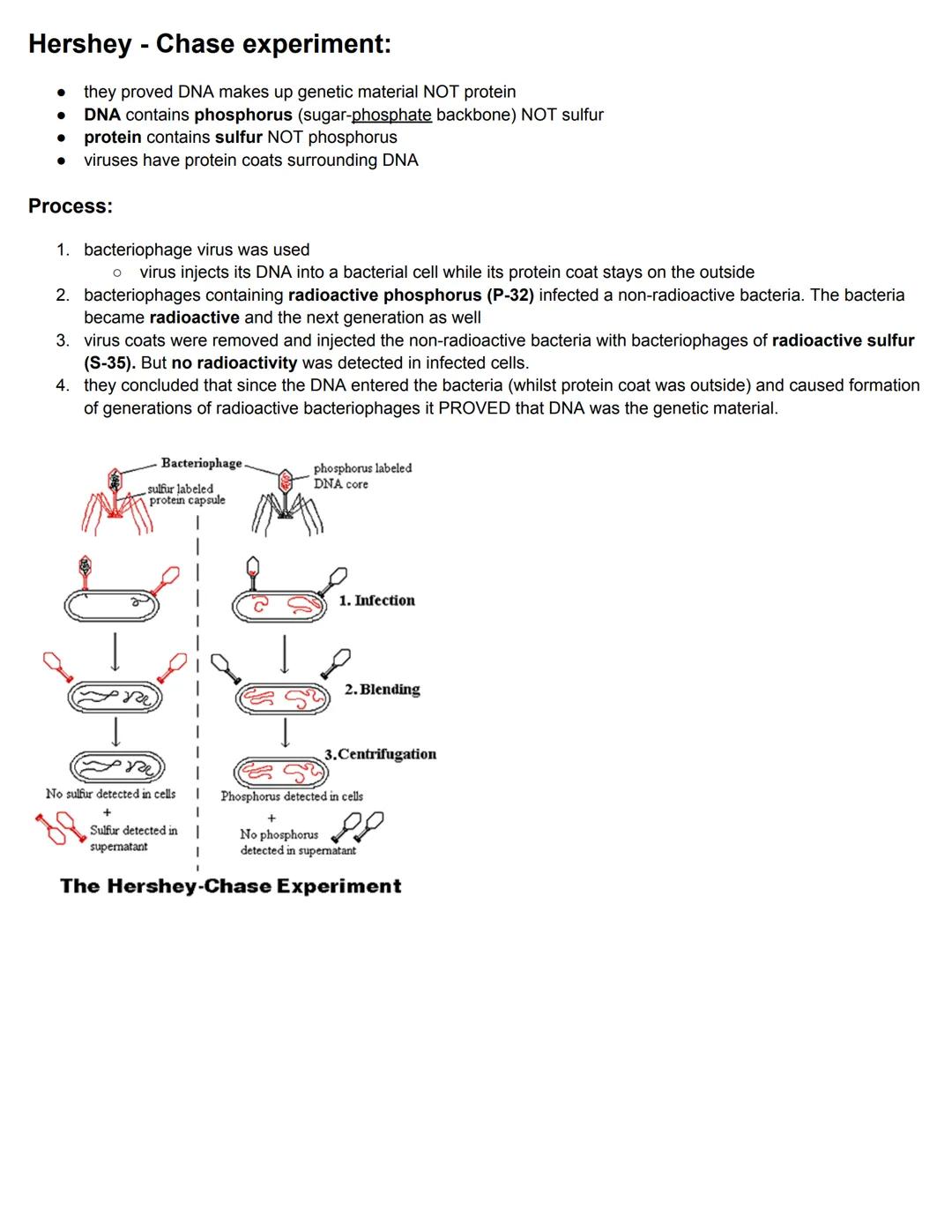 C7.1 DNA Structure and Replication
Nucleosome
● Nucleosome: octamer with DNA and 1 histone
eukaryotic DNA is associated with histones
'naked