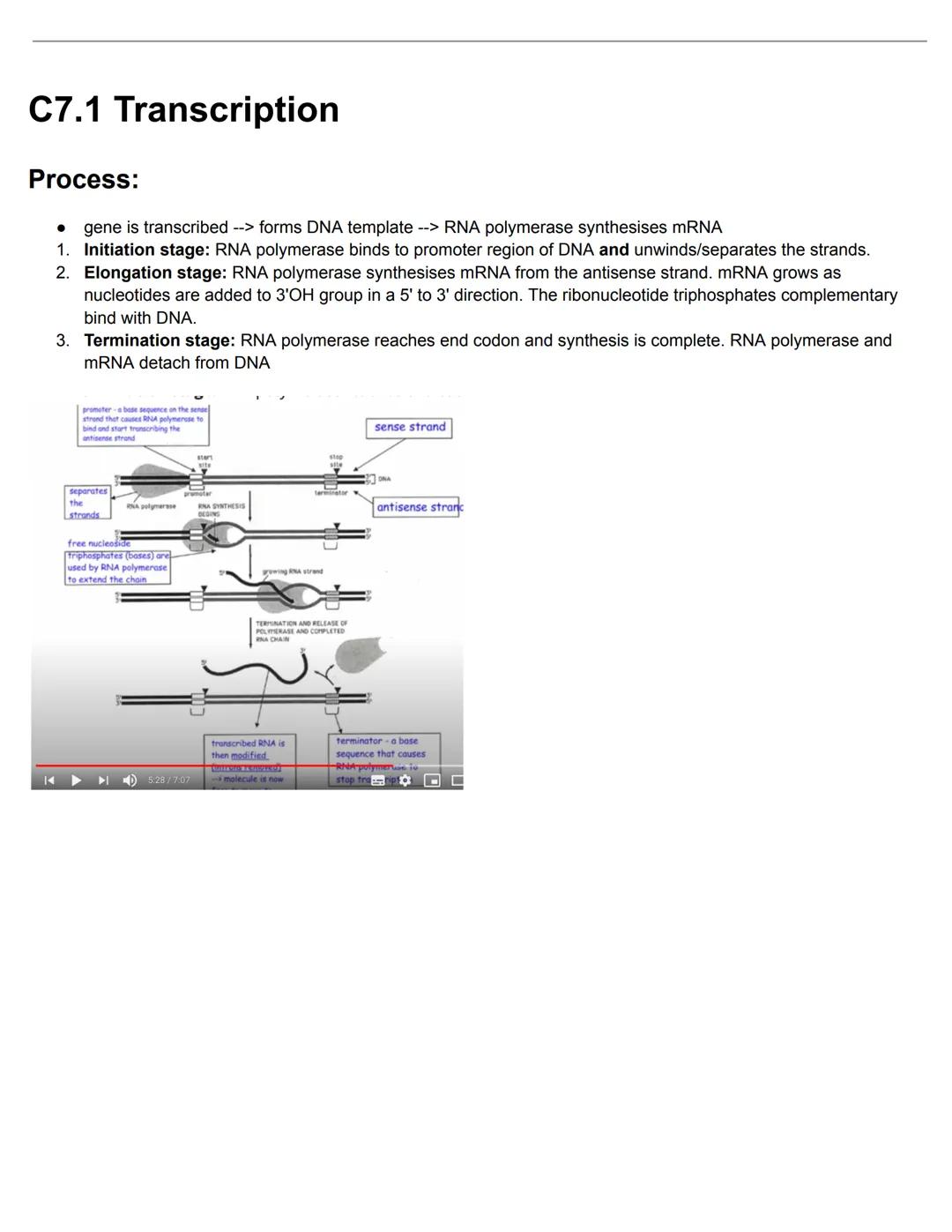 C7.1 DNA Structure and Replication
Nucleosome
● Nucleosome: octamer with DNA and 1 histone
eukaryotic DNA is associated with histones
'naked