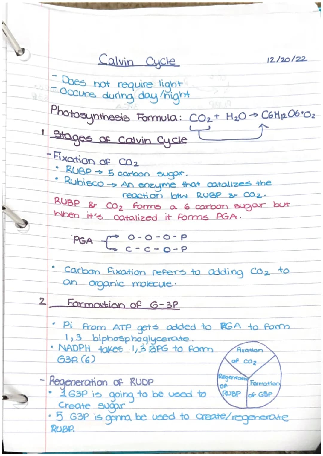 Calvin Cycle
Does not require light
Occurs during day/night
Photosynthesis
2
1 Stages of calvin Cycle
- Fixation of CO₂
.
.
●
.
Formula: CO₂