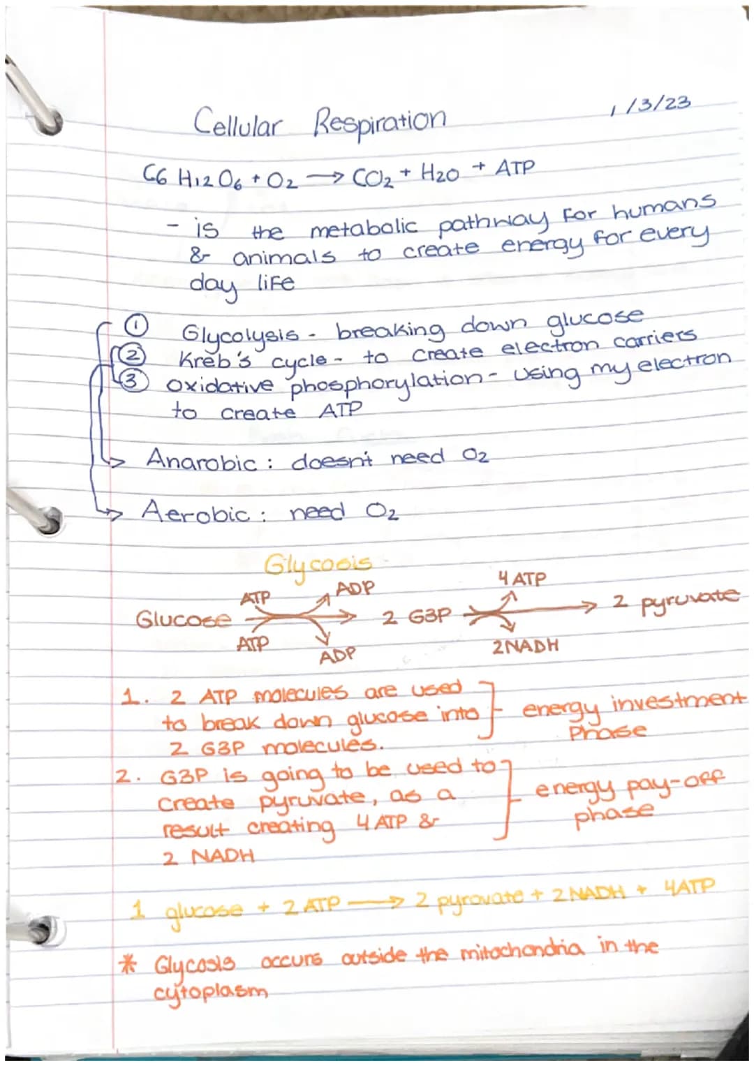 Calvin Cycle
Does not require light
Occurs during day/night
Photosynthesis
2
1 Stages of calvin Cycle
- Fixation of CO₂
.
.
●
.
Formula: CO₂