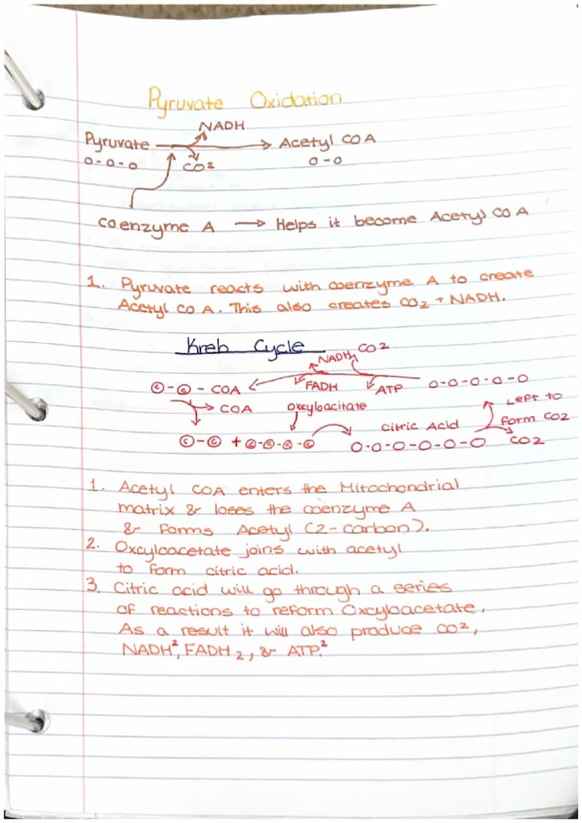 Calvin Cycle
Does not require light
Occurs during day/night
Photosynthesis
2
1 Stages of calvin Cycle
- Fixation of CO₂
.
.
●
.
Formula: CO₂