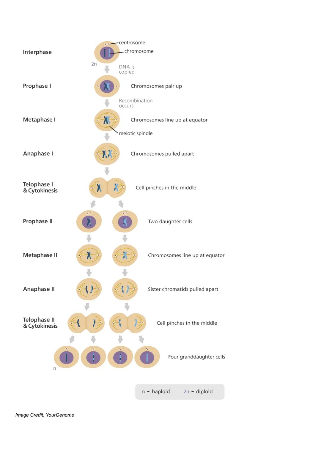 8 Stages of Meiosis:
Prophase 1
Metaphase 1
Anaphase 1
Telophase 1
Prophase 2
Metaphase 2
Anaphase 2
Telophase 2
Haploid (n) - one set of ch
