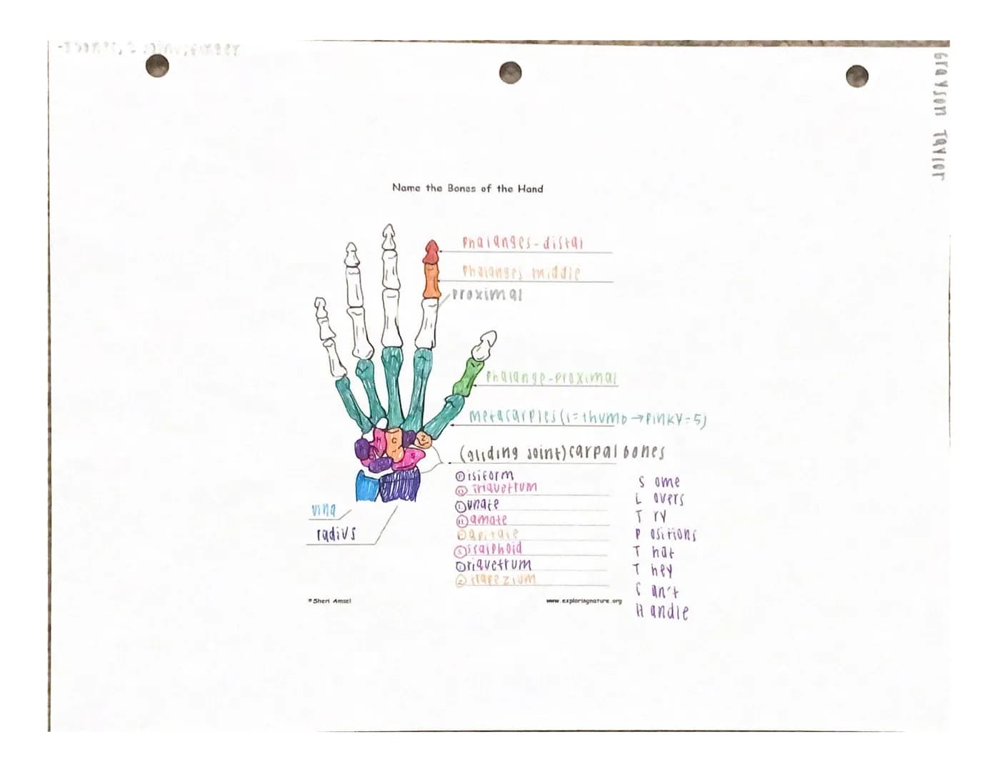 UITJUTI INTERE
Under the appropriate heading, color the bones that create the axial skeleton RED and
color the bones that create the appendi