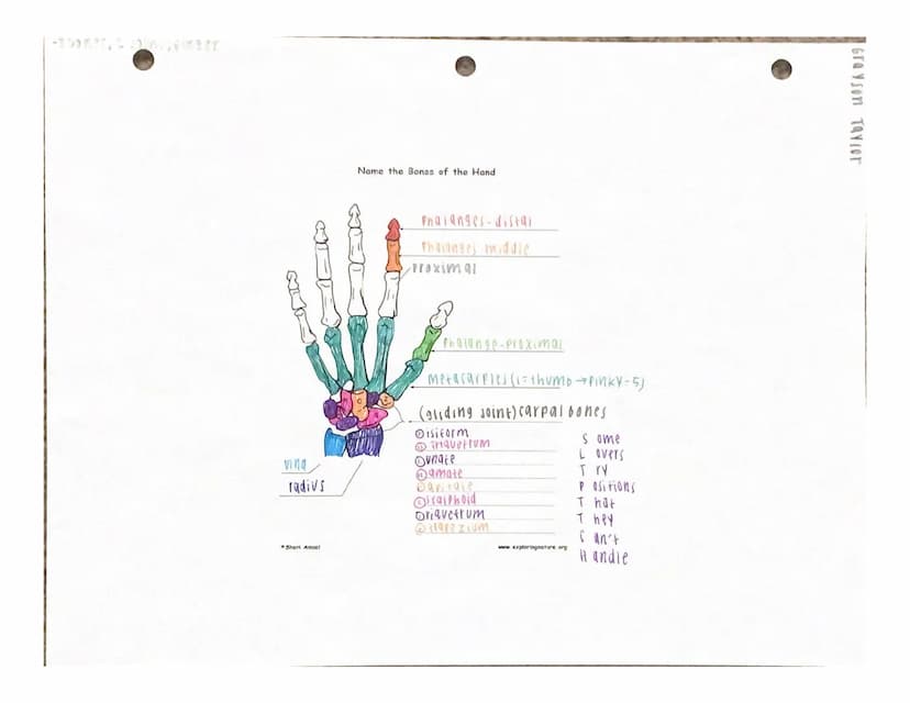 UITJUTI INTERE
Under the appropriate heading, color the bones that create the axial skeleton RED and
color the bones that create the appendi