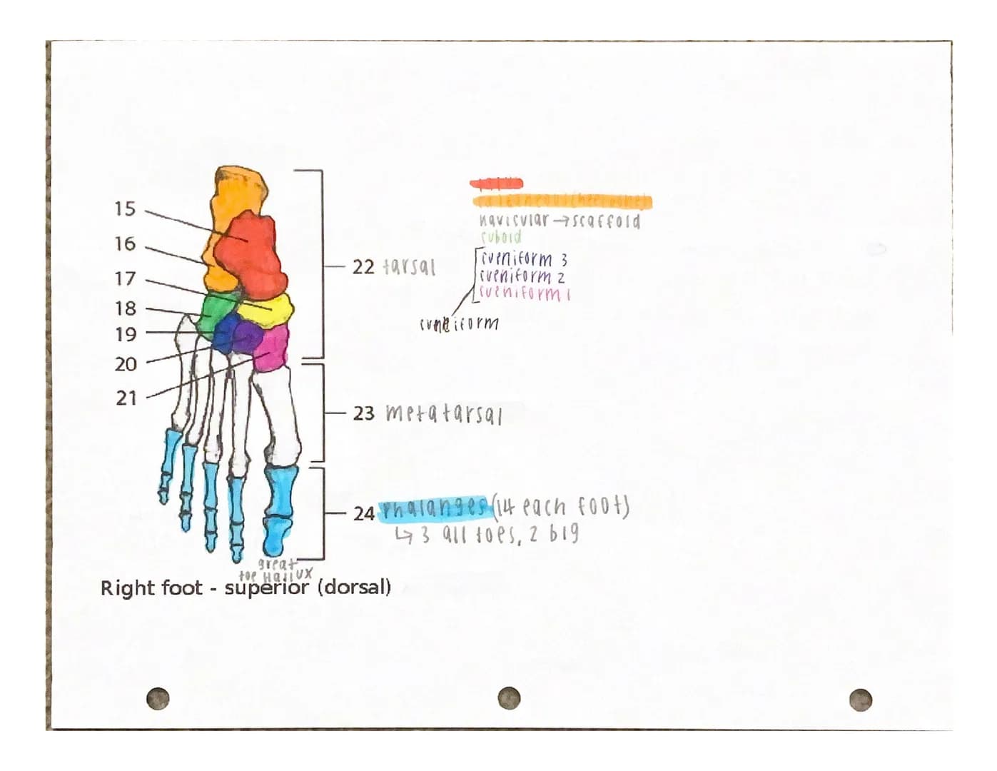 UITJUTI INTERE
Under the appropriate heading, color the bones that create the axial skeleton RED and
color the bones that create the appendi