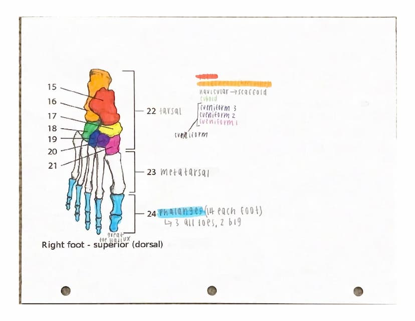UITJUTI INTERE
Under the appropriate heading, color the bones that create the axial skeleton RED and
color the bones that create the appendi