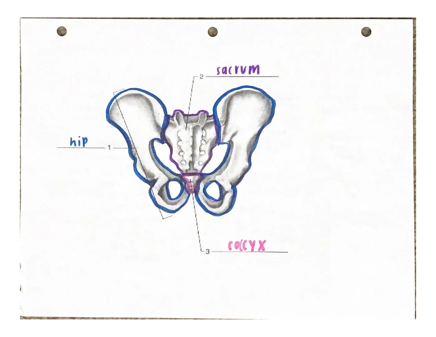 UITJUTI INTERE
Under the appropriate heading, color the bones that create the axial skeleton RED and
color the bones that create the appendi
