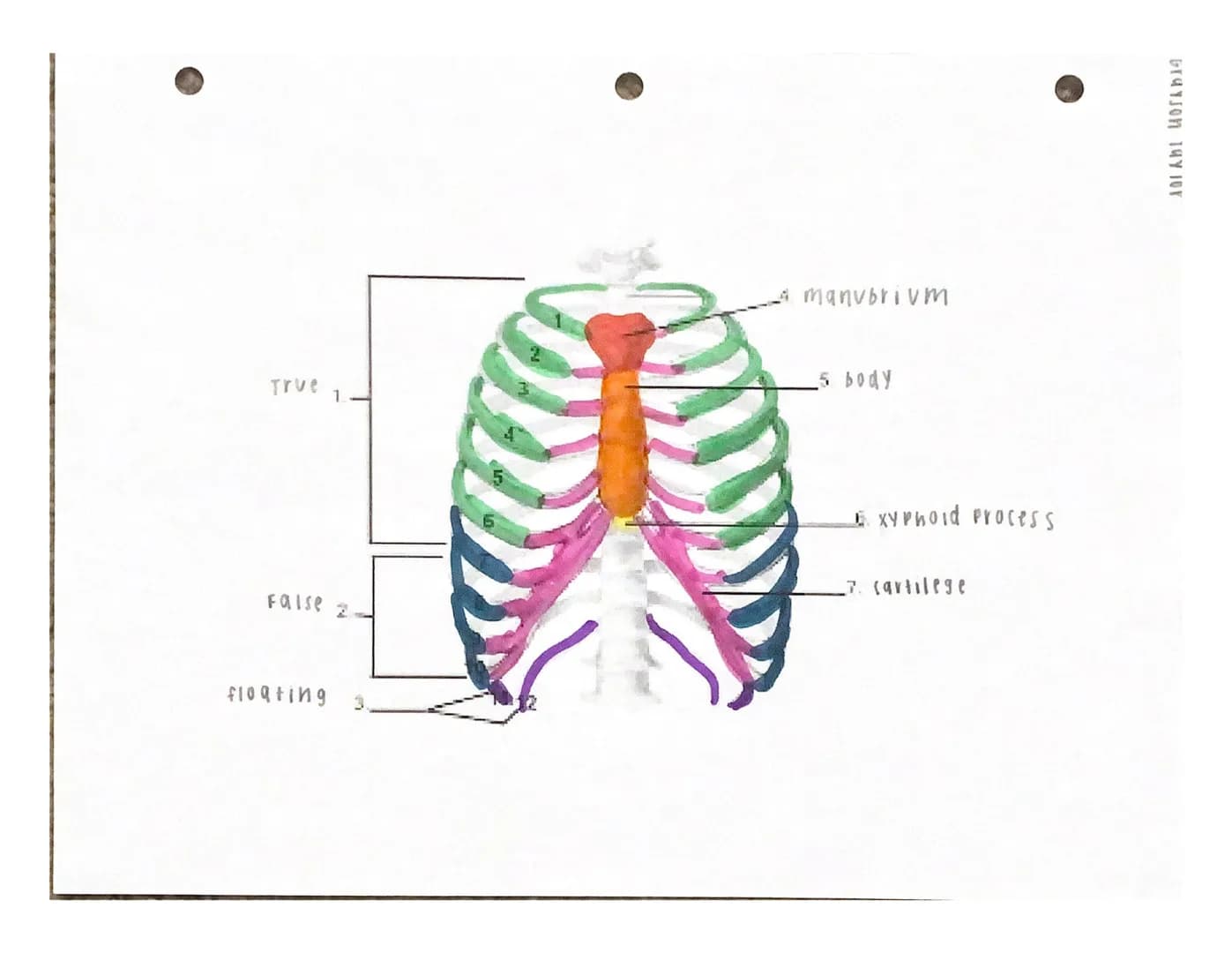UITJUTI INTERE
Under the appropriate heading, color the bones that create the axial skeleton RED and
color the bones that create the appendi