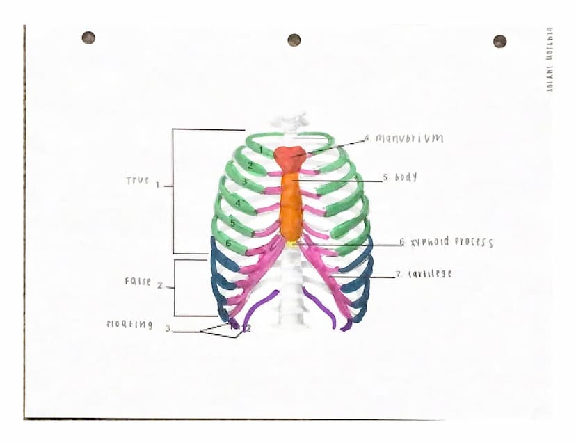 UITJUTI INTERE
Under the appropriate heading, color the bones that create the axial skeleton RED and
color the bones that create the appendi