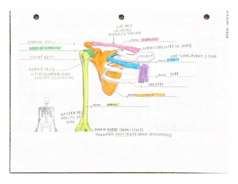 UITJUTI INTERE
Under the appropriate heading, color the bones that create the axial skeleton RED and
color the bones that create the appendi