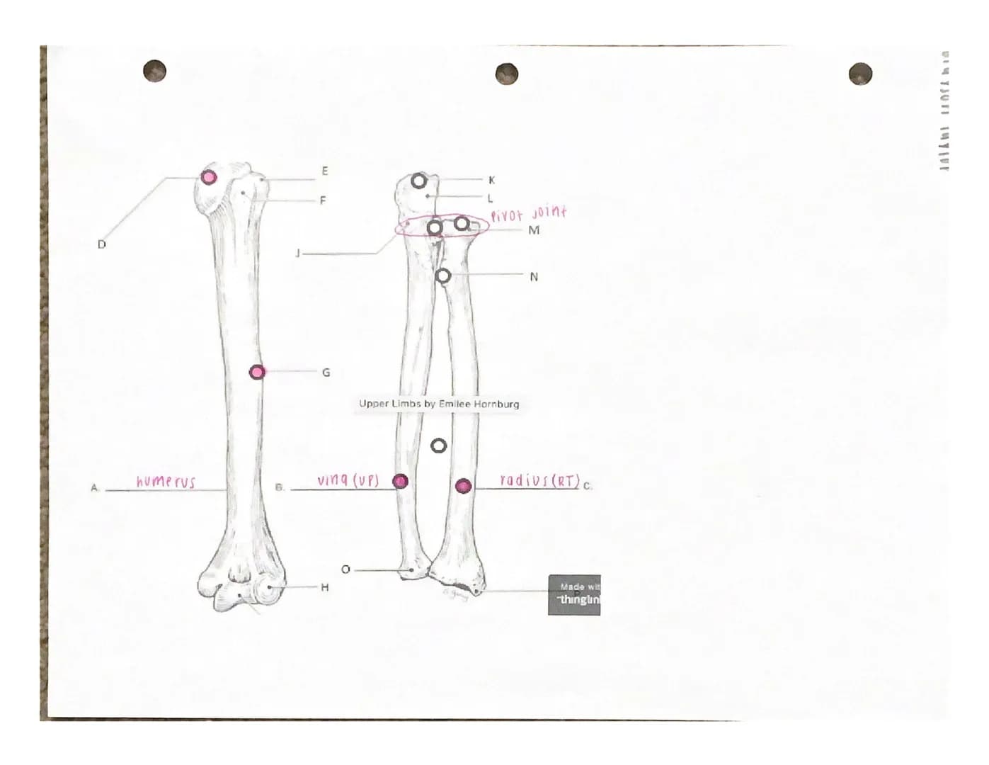 UITJUTI INTERE
Under the appropriate heading, color the bones that create the axial skeleton RED and
color the bones that create the appendi
