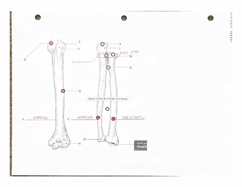 UITJUTI INTERE
Under the appropriate heading, color the bones that create the axial skeleton RED and
color the bones that create the appendi