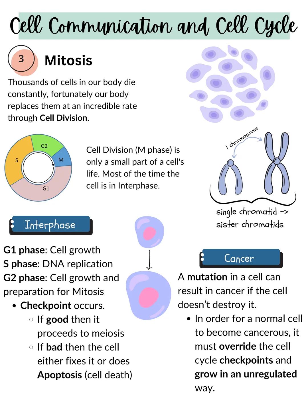 Cell Communication and Cell Cycle
1
Signal transduction
Cell communicate through cell-cell contact
and through cell signaling.
⚫ it's done t