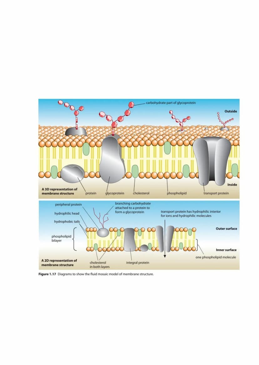 CELL BIOLOGY 1 (SUMMARY)
1.1 Introduction to cells
The Cell Theory
The cell theory has three main principles: the cell is the smallest unit 