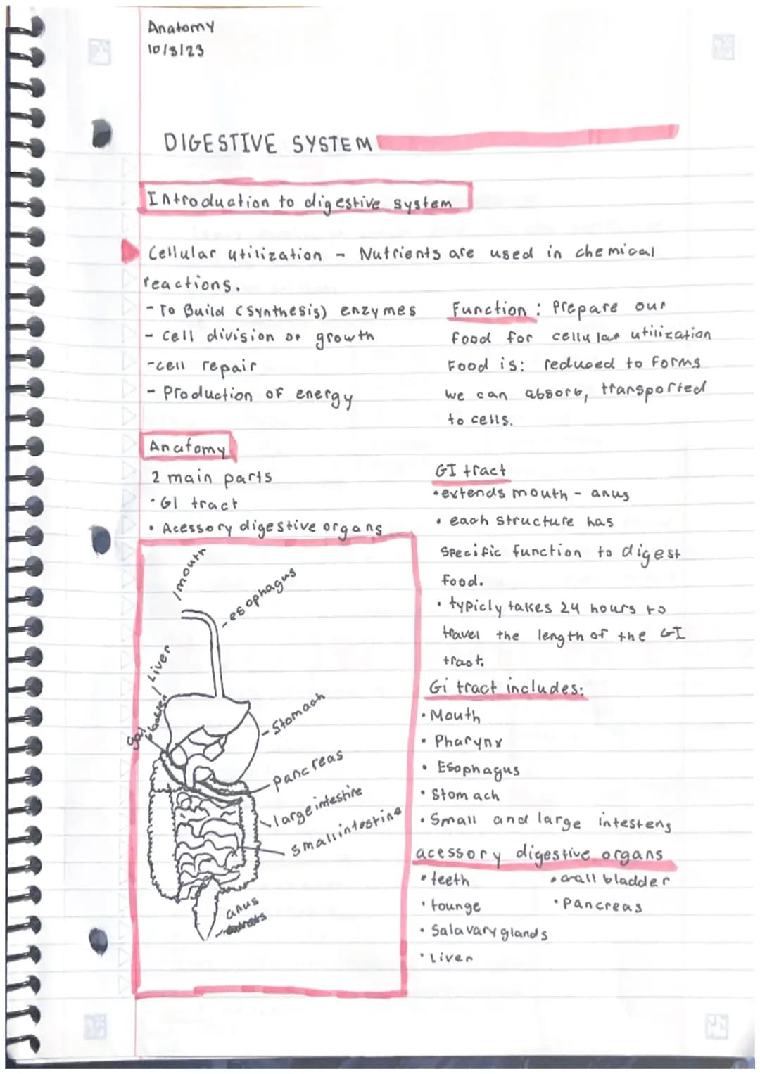 Anatomy
10/3123
DIGESTIVE SYSTEM
Introduction to digestive system
Cellular utilization.
reactions.
- To Build (synthesis) enzymes
cell divis