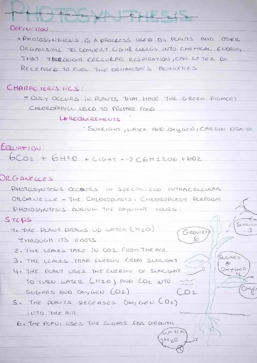 Awesome Photosynthesis Notes PDF - Free Download for Kids