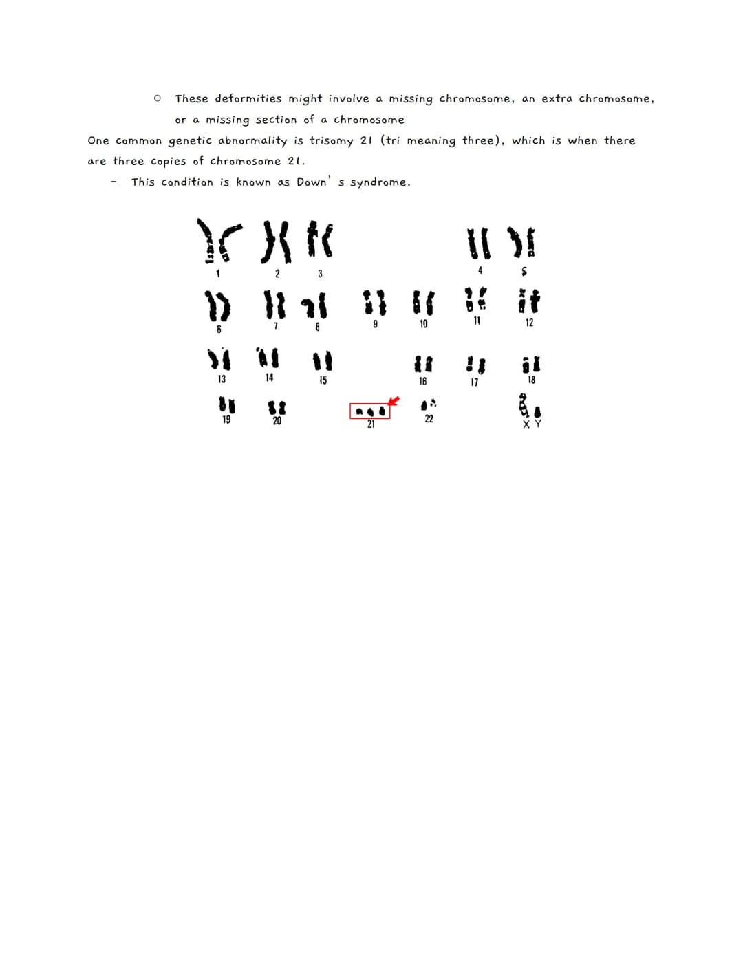 Chromosomes and Karyotypes
In order for cells to stay small (and effective), they have to divide
O Most eukaryotic cells do this with a proc