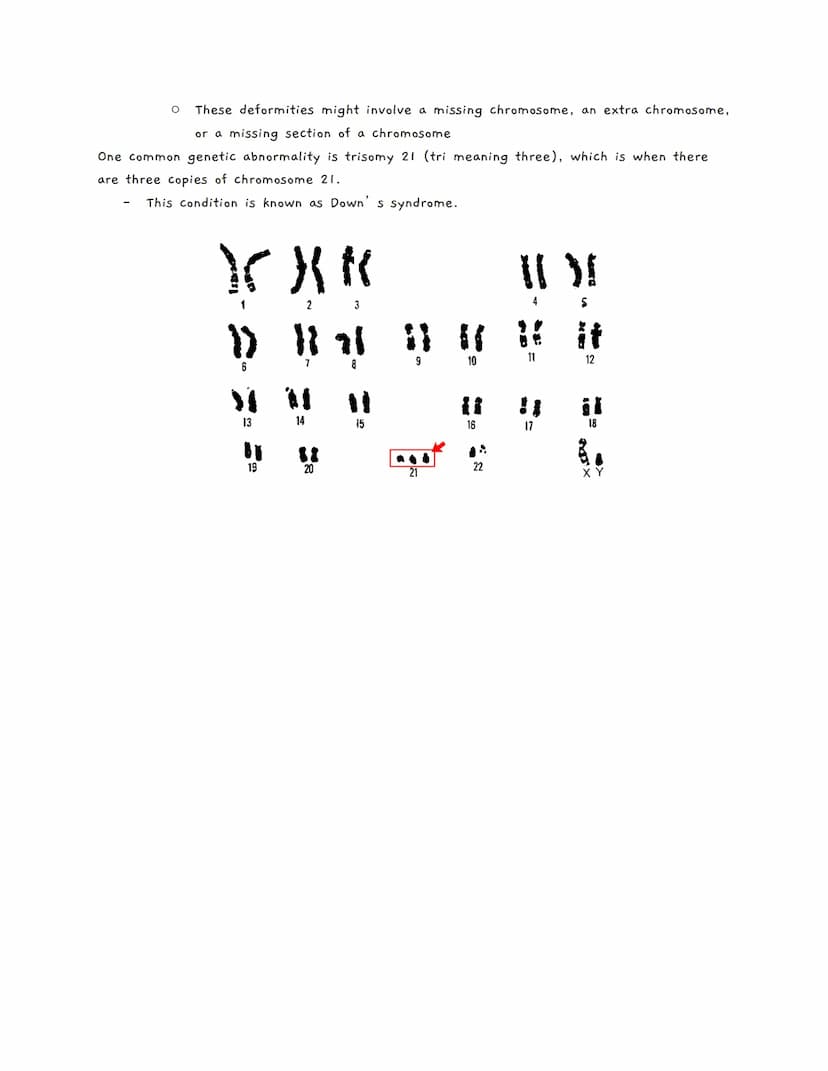 Chromosomes and Karyotypes
In order for cells to stay small (and effective), they have to divide
O Most eukaryotic cells do this with a proc