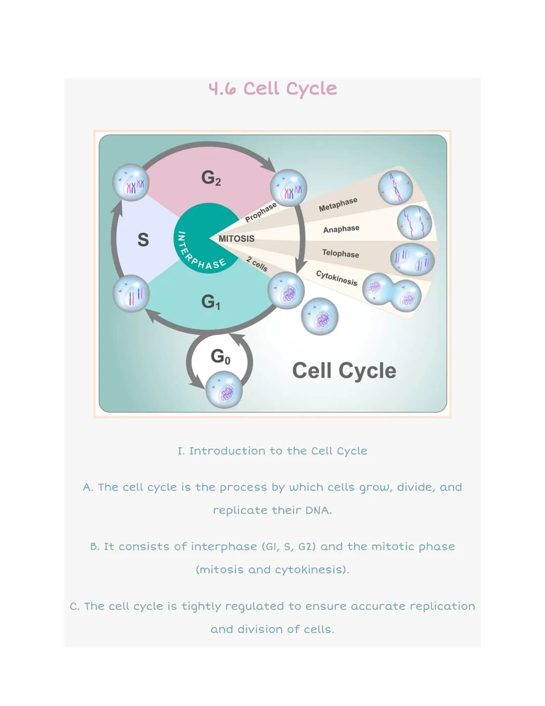 S
4.6 Cell Cycle
G₂
MITOSIS
G₁
Prophase
Go
2 cells
XXXX
Metaphase
Anaphase
Telophase
Cytokinesis
Cell Cycle
I. Introduction to the Cell Cycl