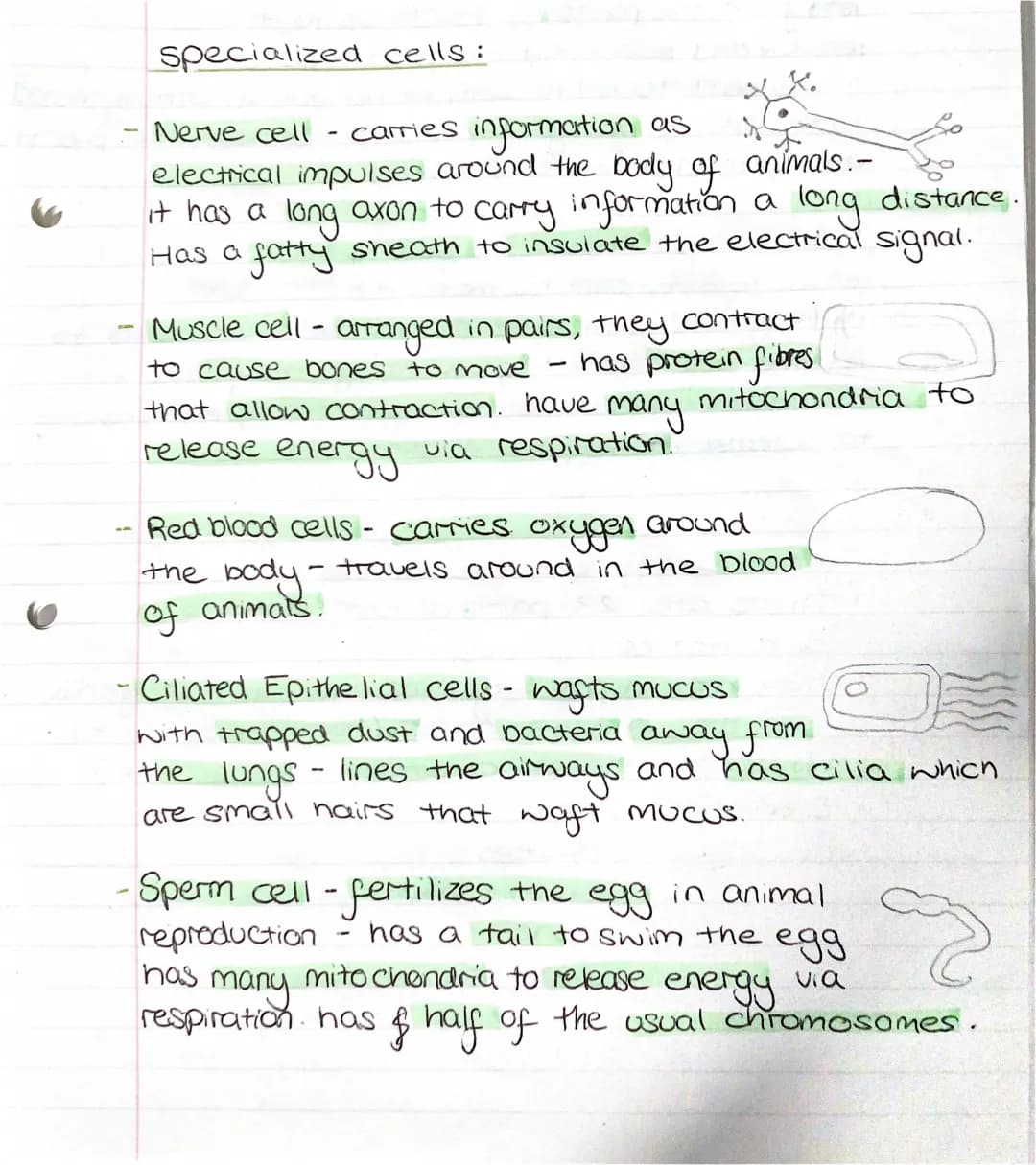 specialized cells explained