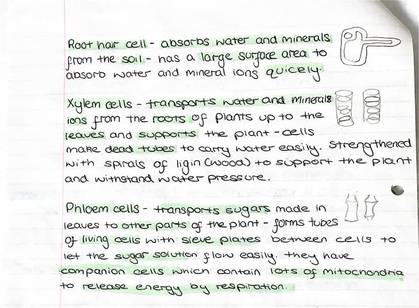 Specialized cells:
Nerve cell
carries information as
animals.-
electrical impulses around the body of
it has a long axon to carry informatio