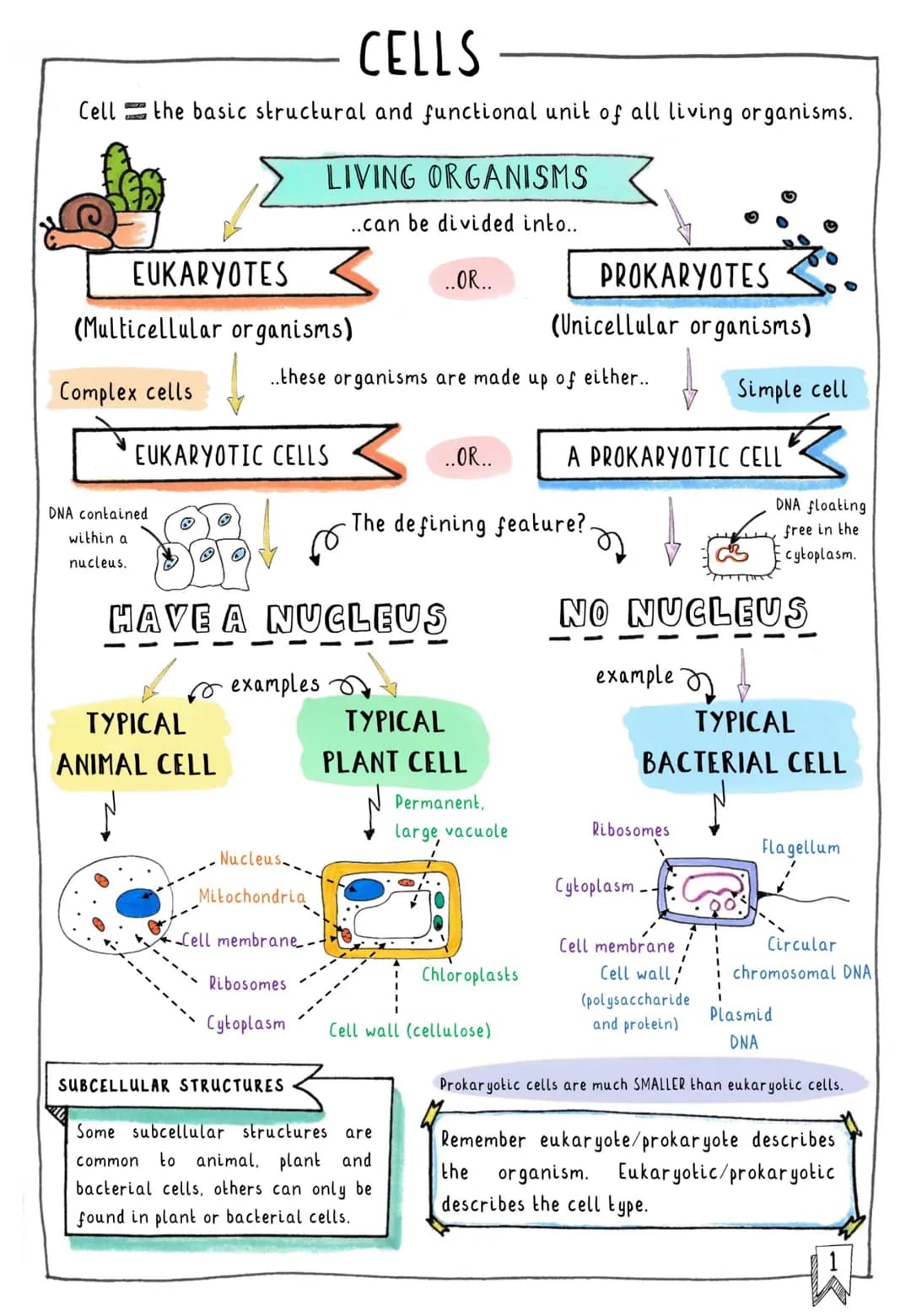 闪
CONTENTS & TRACKER
Each time you revise a section, put your mark on a circle! D
Cells
OOO
Subcellular Structures
OOO
Typical vs. Specialis