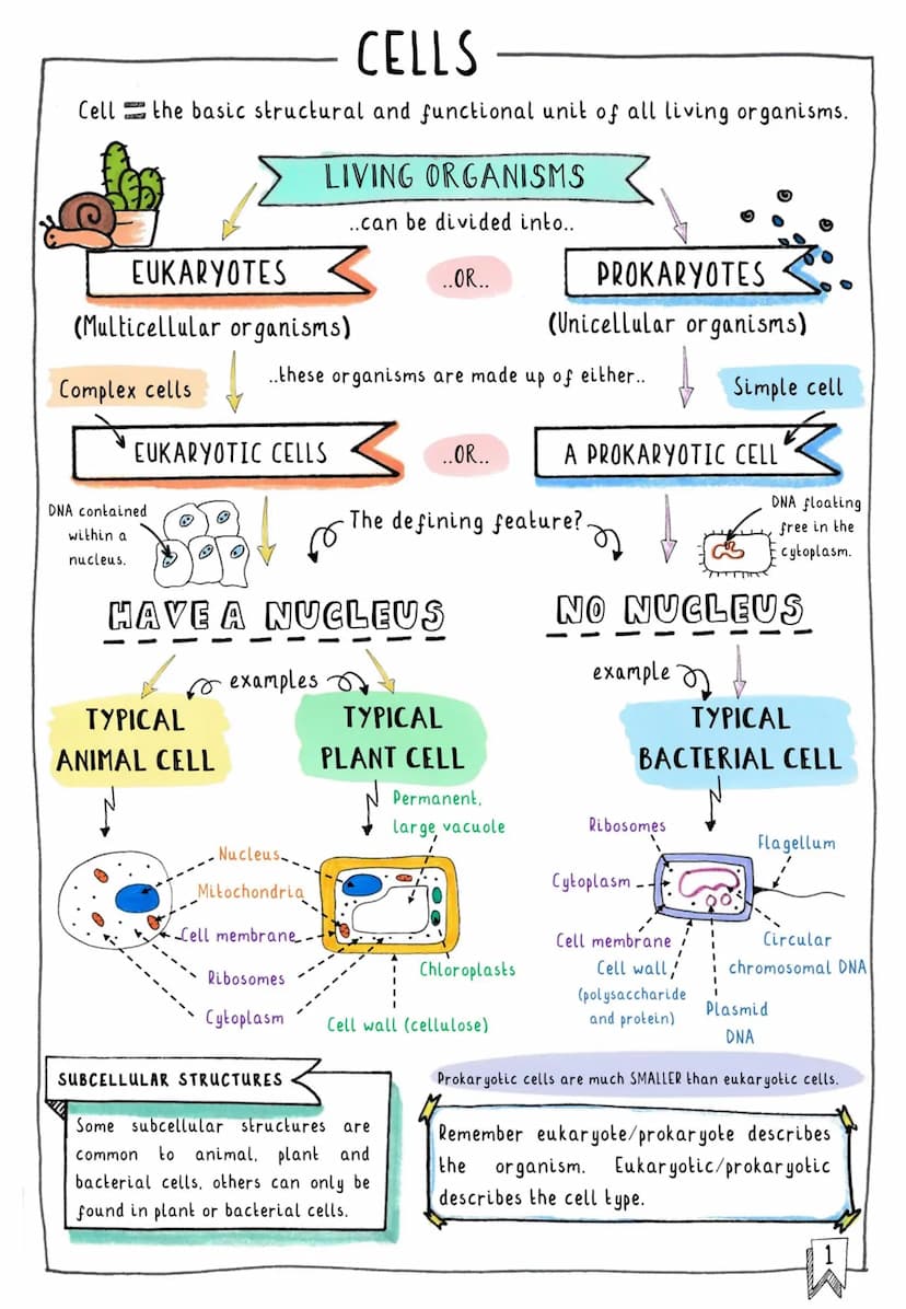 闪
CONTENTS & TRACKER
Each time you revise a section, put your mark on a circle! D
Cells
OOO
Subcellular Structures
OOO
Typical vs. Specialis