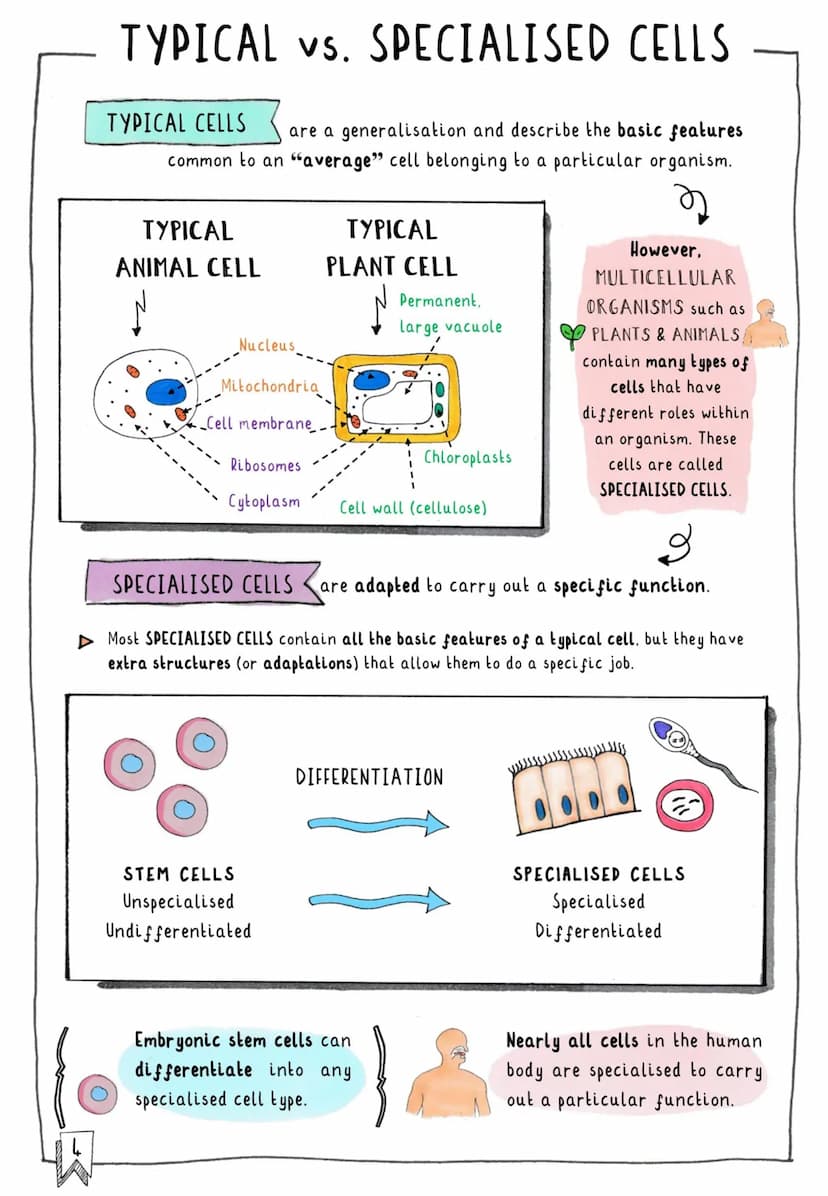 闪
CONTENTS & TRACKER
Each time you revise a section, put your mark on a circle! D
Cells
OOO
Subcellular Structures
OOO
Typical vs. Specialis