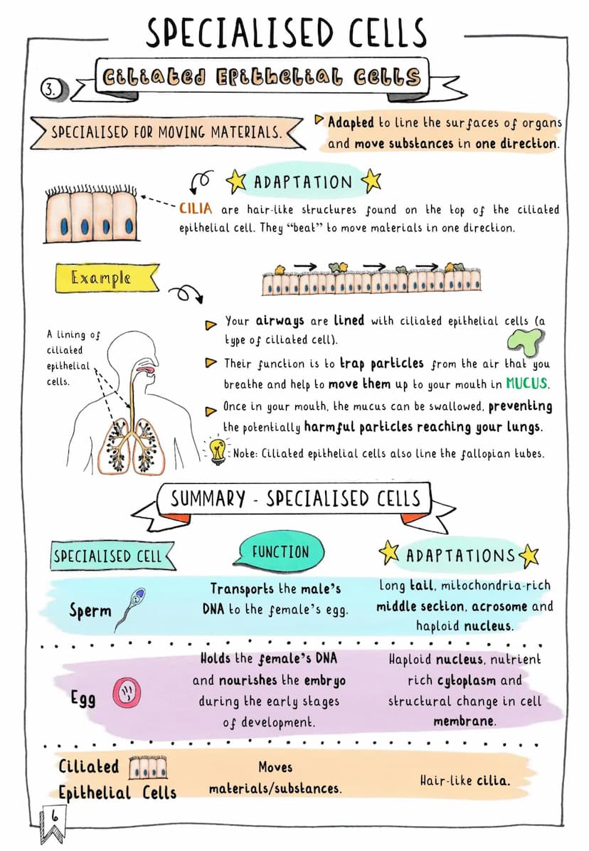 闪
CONTENTS & TRACKER
Each time you revise a section, put your mark on a circle! D
Cells
OOO
Subcellular Structures
OOO
Typical vs. Specialis