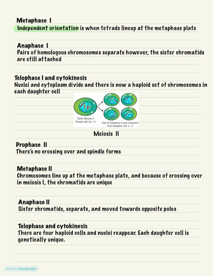 Meiosis
Meiosis is a process that creates haploid gametes cells in sexually
reproducing diploid organisms
this results in daughter cells wit