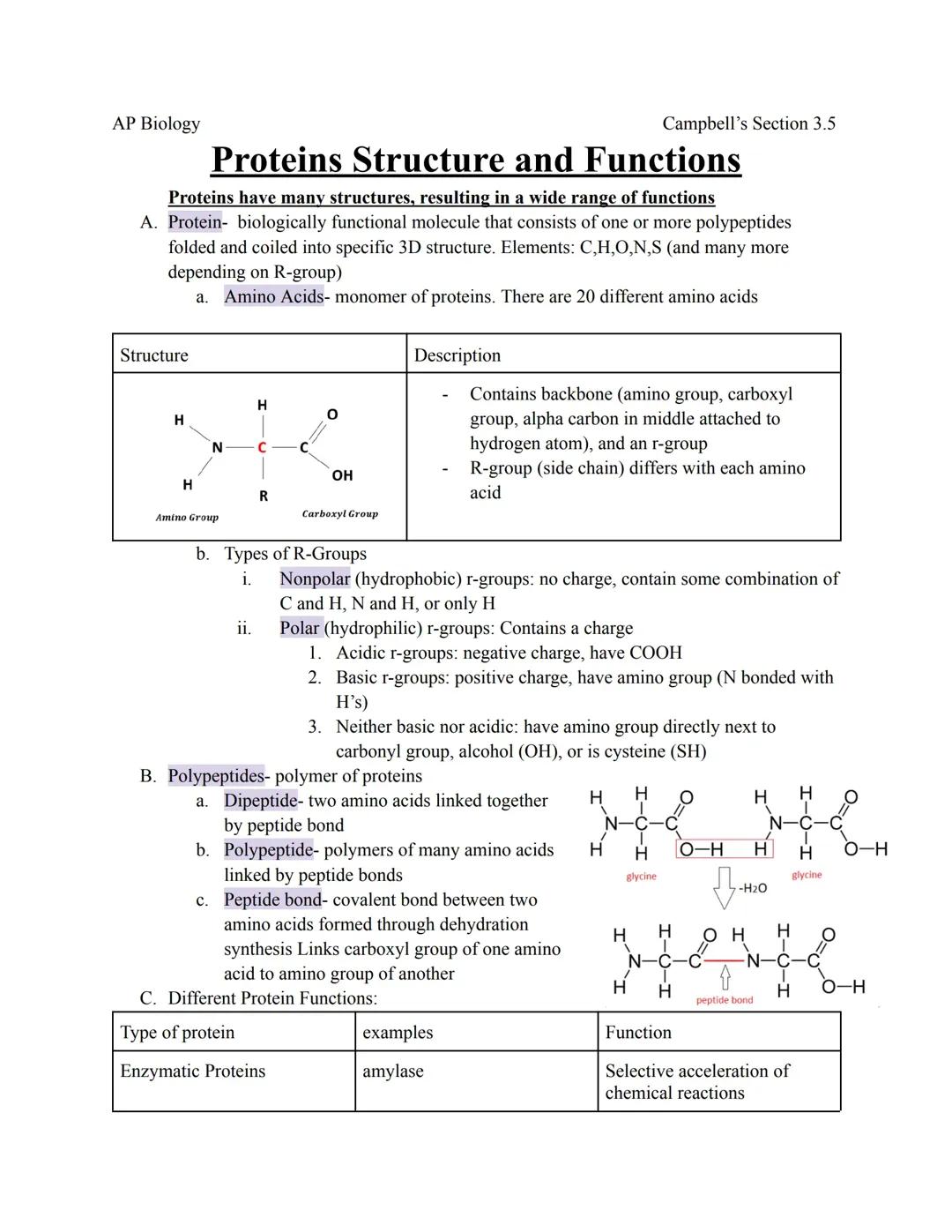 Fun with Proteins: How Proteins and Enzymes Work in Biology