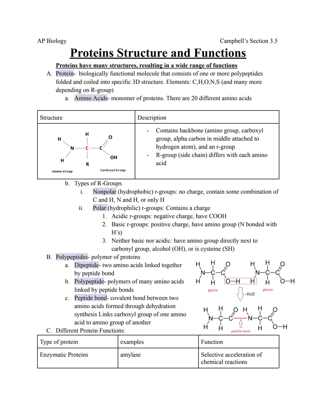 AP Biology
Campbell's Section 3.5
Proteins Structure and Functions
Proteins have many structures, resulting in a wide range of functions
A. 