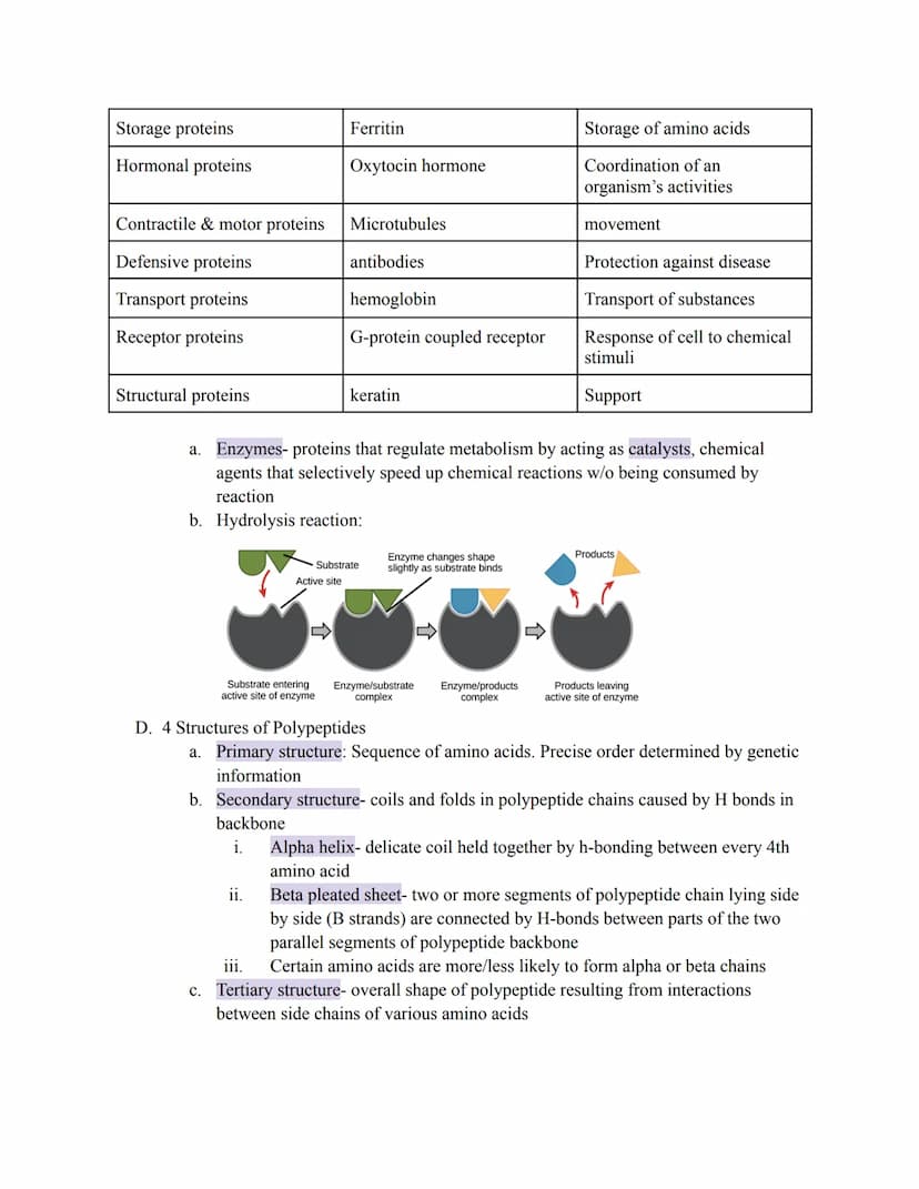 AP Biology
Campbell's Section 3.5
Proteins Structure and Functions
Proteins have many structures, resulting in a wide range of functions
A. 