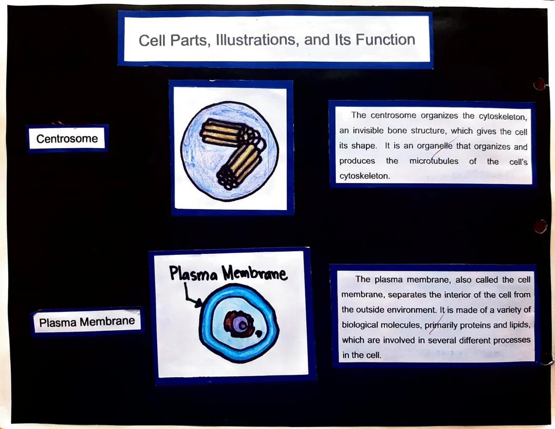 Cell parts, illustration and function & other information about cell