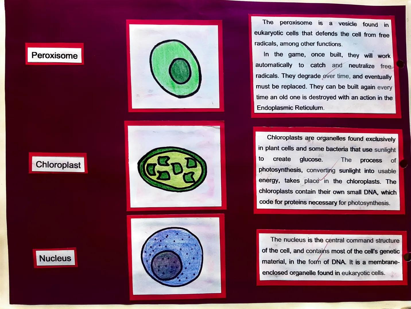 Centrosome

Plasma Membrane

Cell Parts, Illustrations, and Its Function

Plasma Membrane

The centrosome organizes the cytoskeleton,
an inv