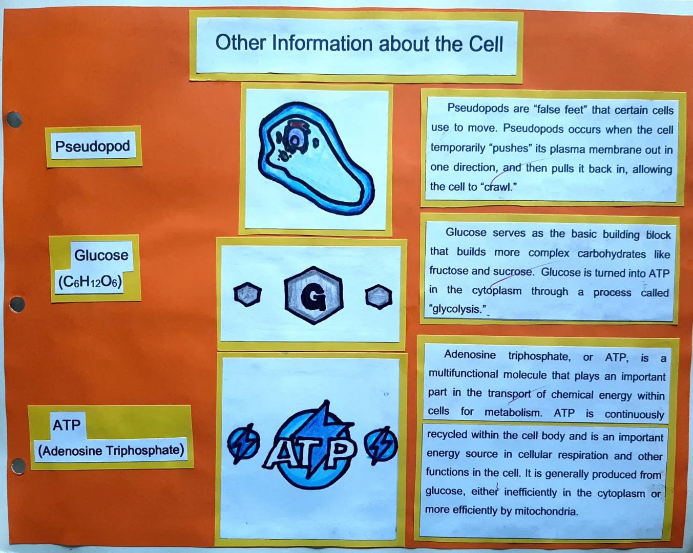 Centrosome

Plasma Membrane

Cell Parts, Illustrations, and Its Function

Plasma Membrane

The centrosome organizes the cytoskeleton,
an inv