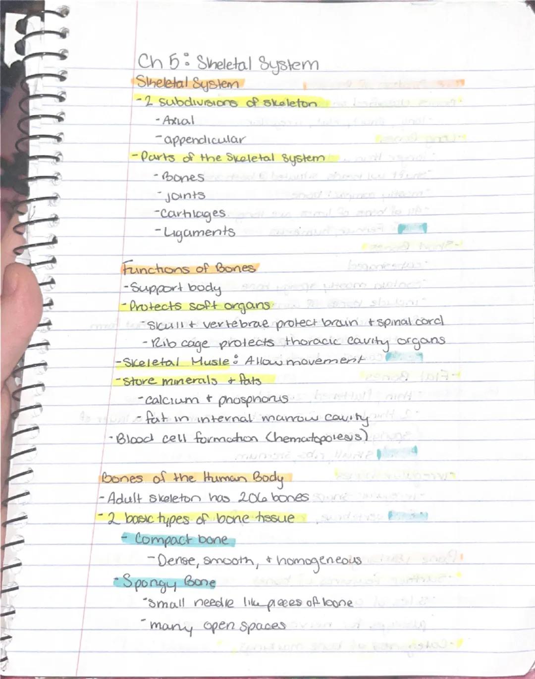 --- OCR Start ---
Ch 5: Sheletal System
Sineletal System
-2 subdivisions of skeleton.
-Axial
-appendicular
-Parts of the Skeletal system
Bon
